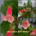 /album/fotogaleria-kohlerie/kohleria-nis-nasca-jpg/